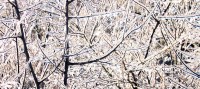 frozen branches in Toronto caused by freezing rain