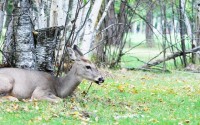 beautiful-forest-deer